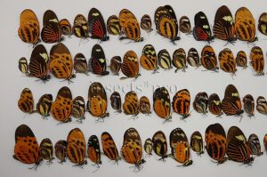 :::BULK SALE:::: Nymphalidae spp. A1 ♂♀ MIXED SPECIMENS ONLY NYMPHALIDAE
