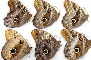 :::BULK SALE:::: Caligo sp. A1 ♂ ASSORTED SPECIES