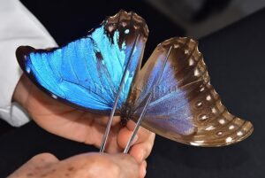 Morpho godartii tingomariensis A1 *GYNANDROMORPH* ⚥ MOSAIC SPECIMEN** ABDOMEN INCLUDED