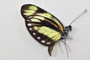 :::BULK SALE:::: Pieridae spp. A1 ♂ ASSORTED SPECIES