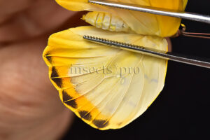Phoebis philea philea A1 ♀ ABERRATION* ABERRATION