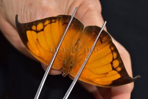 :::BULK SALE:::: Anaea archidona archidona A1 ♂ LARGE ANAEA