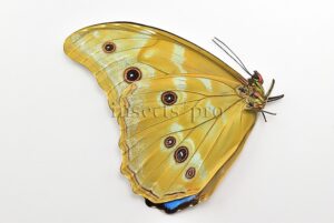 Morpho godartii tingomariensis A1 ♂