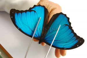 Morpho menelaus occidentalis A1 ♂ BLUE MORPHO