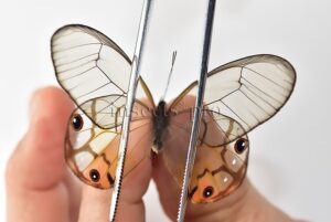 Haetera piera A1 ♀ CLEARWINGS