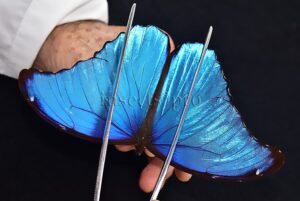 Morpho didius A1 ♂ HQ BLUE MORPHO