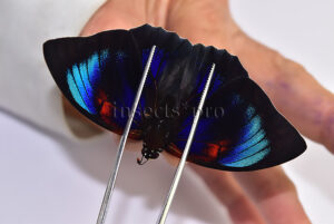 Agrias beatifica x Prepona praeneste A1 ♂ RARE HYBRID