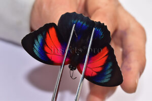Agrias beatifica x Agrias claudina lugens ♂ RARE HYBRID
