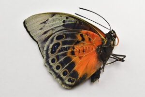 Agrias beatifica x Prepona praeneste A1 ♂ RARE HYBRID