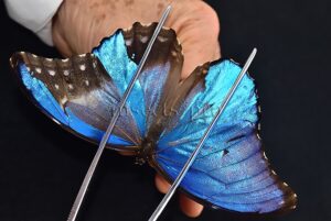 Morpho godartii tingomariensis *GYNANDROMORPH* ⚥ SUPERB MOSAIC SPECIMEN