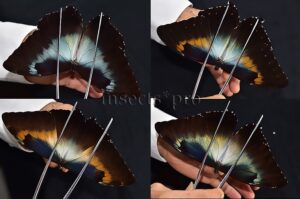 :::BULK SALE:::: Morpho cisseis gahua A1 ♂ MIXED SPECIMENS