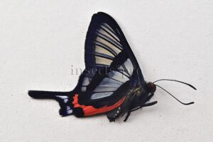 :::BULK SALE:::: Chorinea sylphina A1 ♂ CLEARWINGS