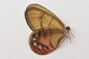 :::BULK SALE:::: Cithaerias aurorina aurorina A1 ♀ GLASSWINGS