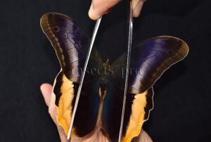 :::BULK SALE:::: Caligo atreus A1 ♂♀ ORANGE CALIGO BIG OWL