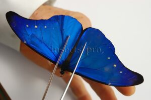 :::BULK SALE:::: Morpho rhetenor mariajosianae A1/A1- (a) ♂