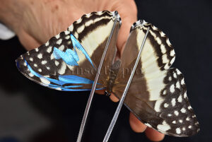 Morpho marcus intermedia A1 *GYNANDROMORPH* ⚥
