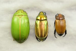 Rutelinae spp. A1 ♂ SET of 3 sp.