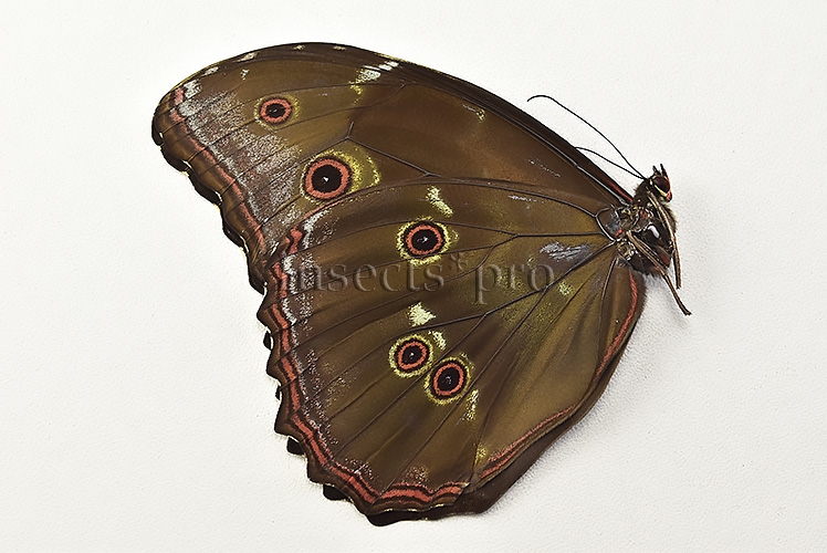 Morpho menelaus occidentalis A1 ♂ - Image 2