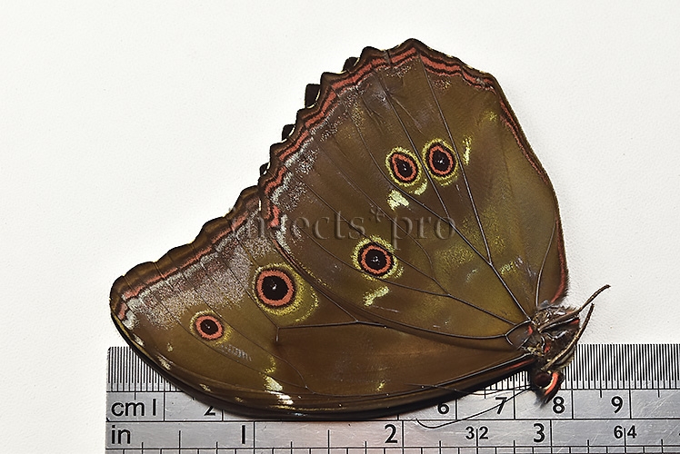 Morpho menelaus occidentalis A1 ♂ - Image 3