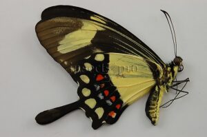 :::BULK SALE:::: Heraclides torquatus torquatus A1 ♂ SWALLOWTAIL
