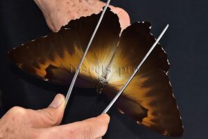 Morpho cisseis jeannoti A1 ♂ OCHREOUS