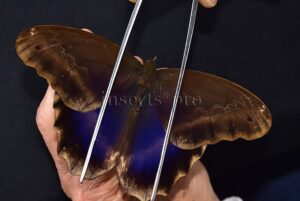 Caligo oberthurii phokilides ♂ RARE
