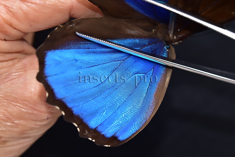 Morpho menelaus occidentalis A1 ♂ - Image 4