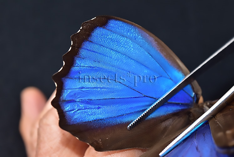 Morpho menelaus occidentalis A1 ♂ - Image 5