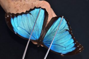 Morpho menelaus occidentalis A1 ♂