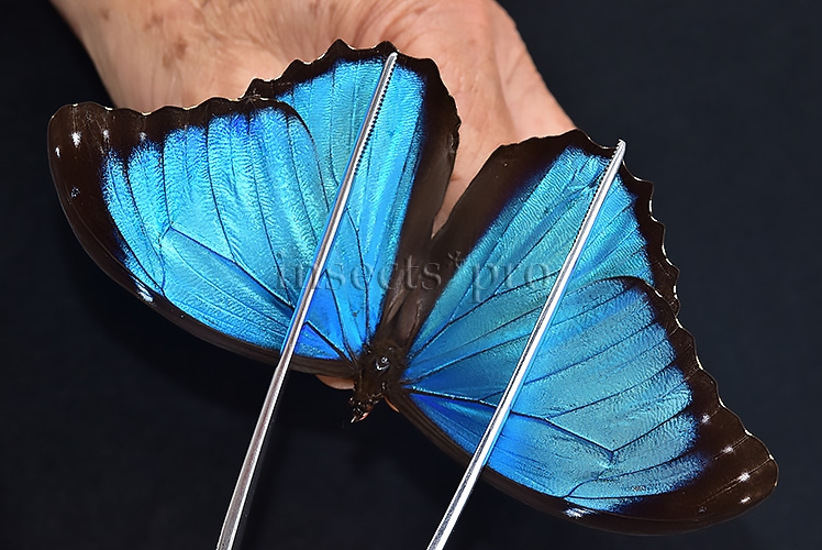 Morpho menelaus occidentalis A1 ♂ - Image 6