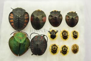 Cassidinae spp. A1 ♂♀ MIXED SPECIMENS SET of 12 sp.