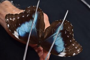 Morpho menelaus occidentalis ♀