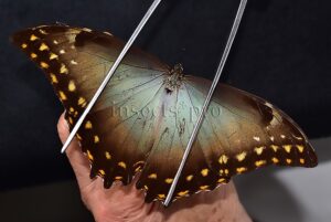 Morpho amphitryon cinereus ♂