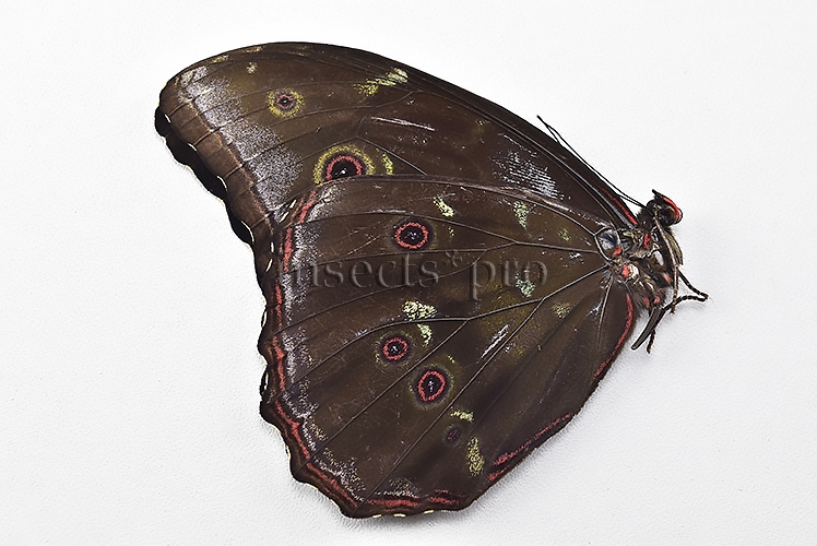 Morpho menelaus occidentalis ♂ BLUE MORPHO - Image 2