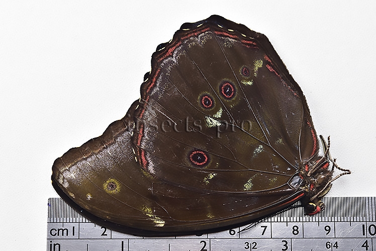 Morpho menelaus occidentalis ♂ BLUE MORPHO - Image 3