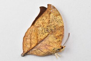 Anaea itys itys A1 ♀ DEAD LEAF BUTTERFLY