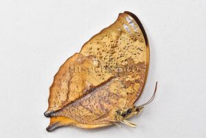Anaea itys itys A1 ♀ DEAD LEAF BUTTERFLY