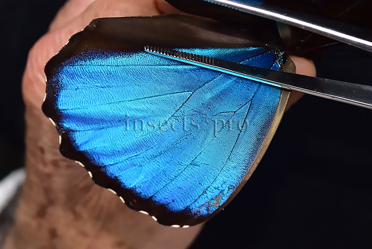 Morpho menelaus occidentalis ♂ BLUE MORPHO - Image 4