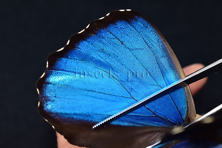 Morpho menelaus occidentalis ♂ BLUE MORPHO - Image 5