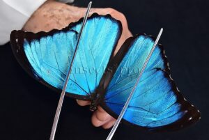 Morpho menelaus occidentalis ♂ BLUE MORPHO