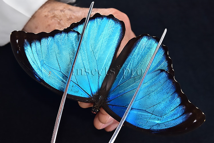 Morpho menelaus occidentalis ♂ BLUE MORPHO