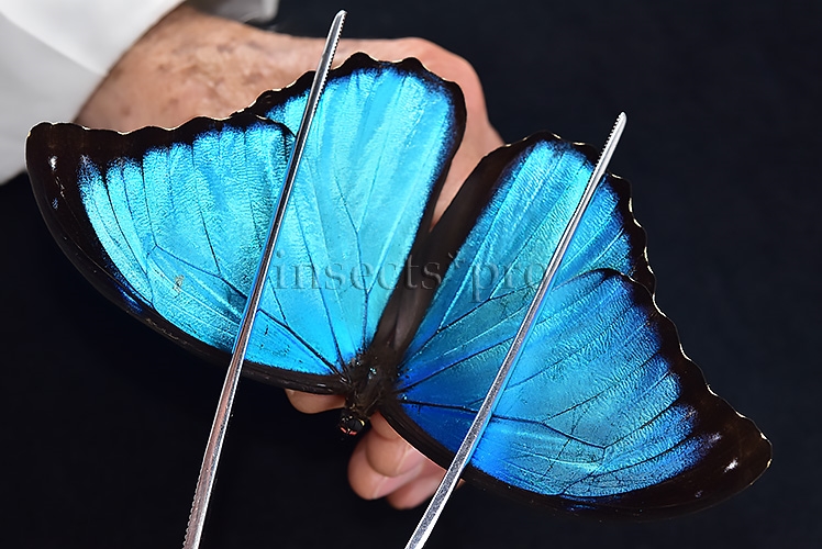 Morpho menelaus occidentalis ♂ BLUE MORPHO - Image 6