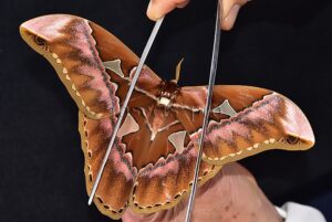 Rothschildia sp. ♂