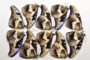 Morpho rhetenor helena A1 ♂ SET of 10 sp.