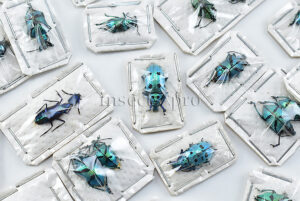 Polyteles sp. SET of 101 sp.
