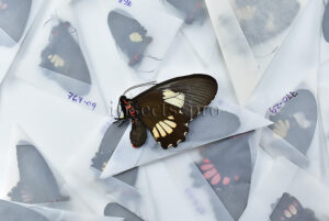 Papilionidae spp. ♀ SET of 27 sp.