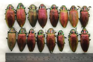 :::BULK SALE:::: Euchroma gigantea A1 JEWEL BEETLES
