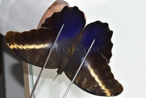 :::BULK SALE:::: Caligo superbus A1 ♂