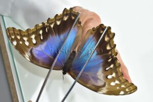 :::BULK SALE:::: Morpho didius A1 ♀ GIANT BLUE MORPHO