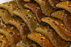 :::BULK SALE:::: Morpho didius A1/A1- ♂ GIANT BLUE MORPHO